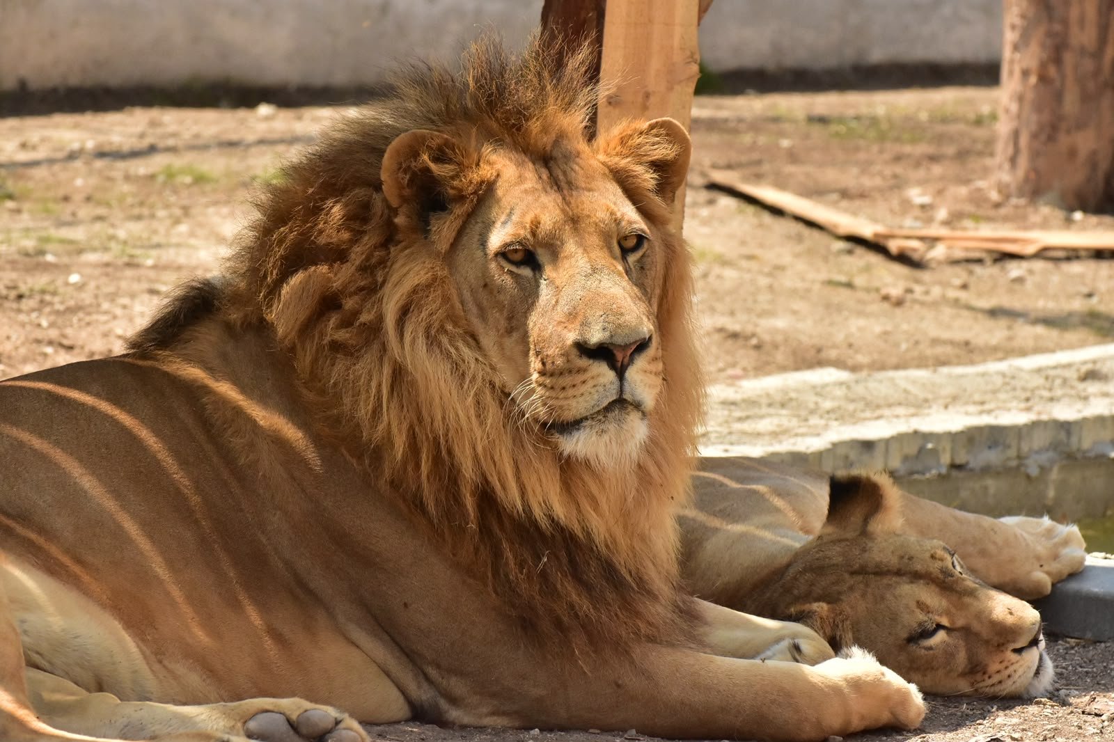 Kil ve Aslan