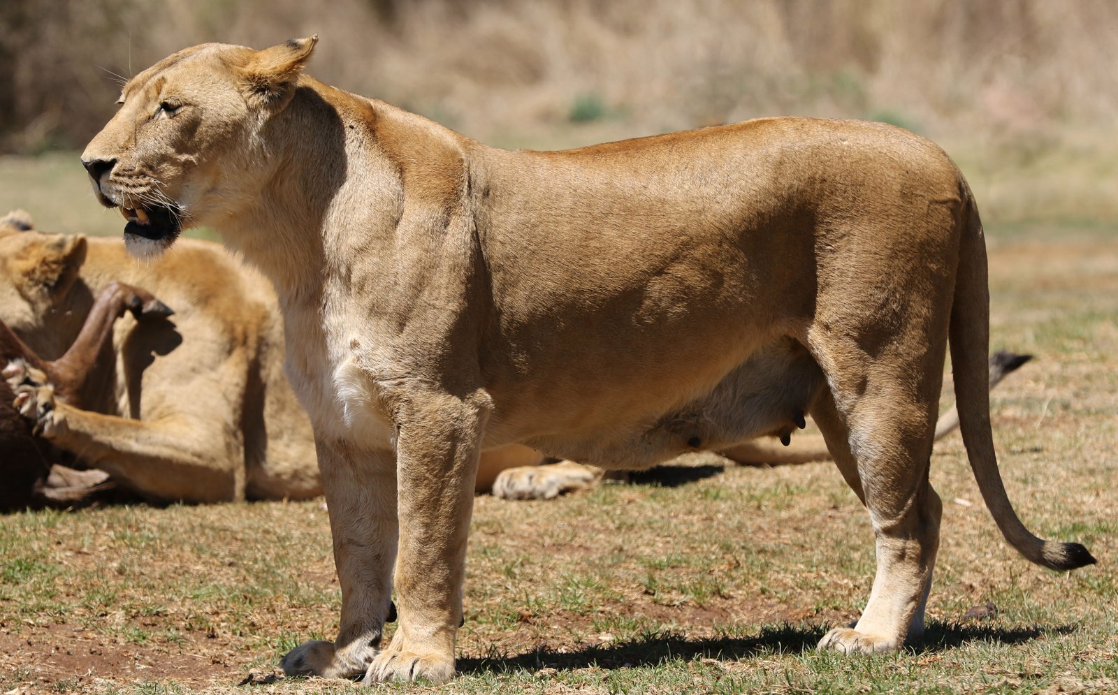 Land of Lion