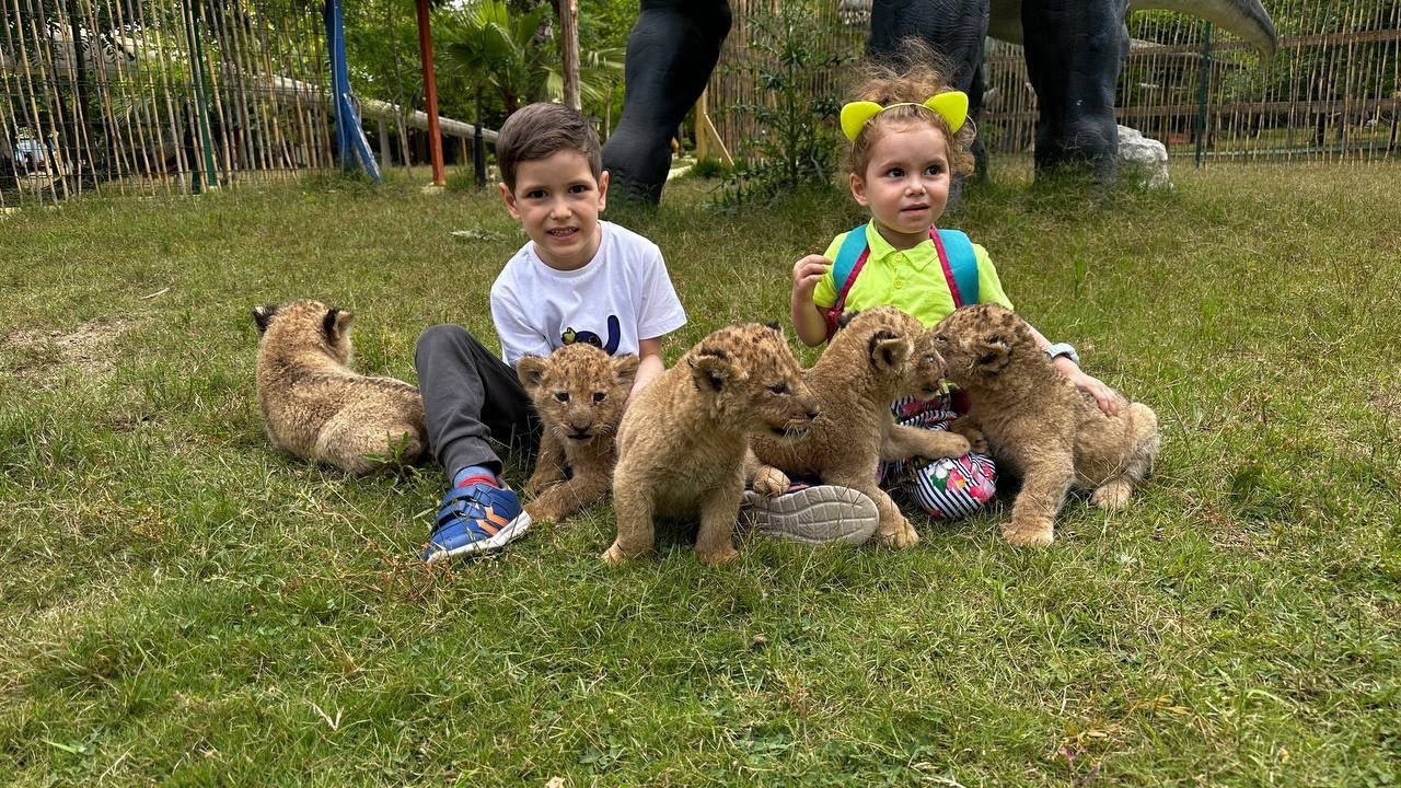 Land of Lion