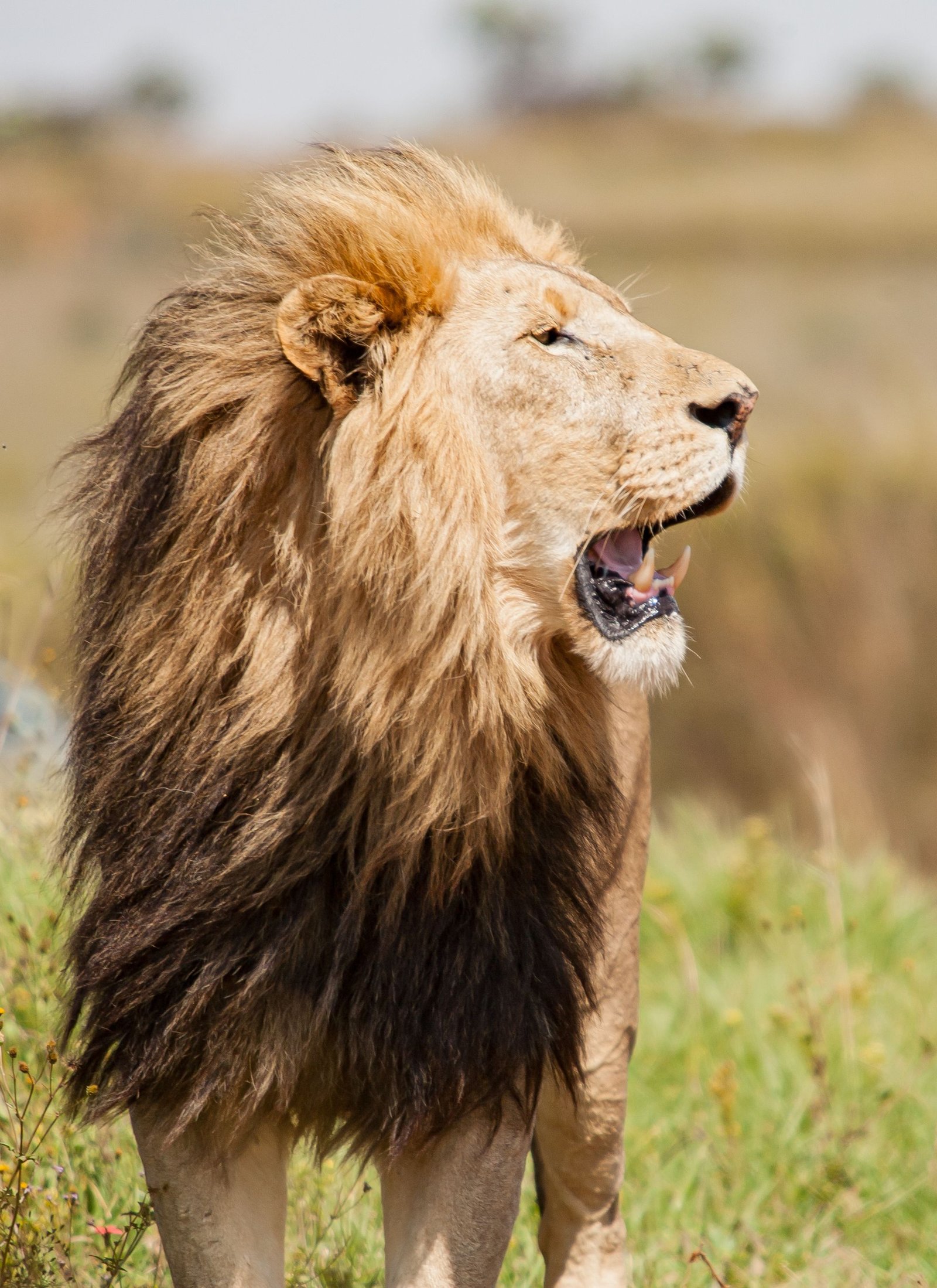 Land of Lion