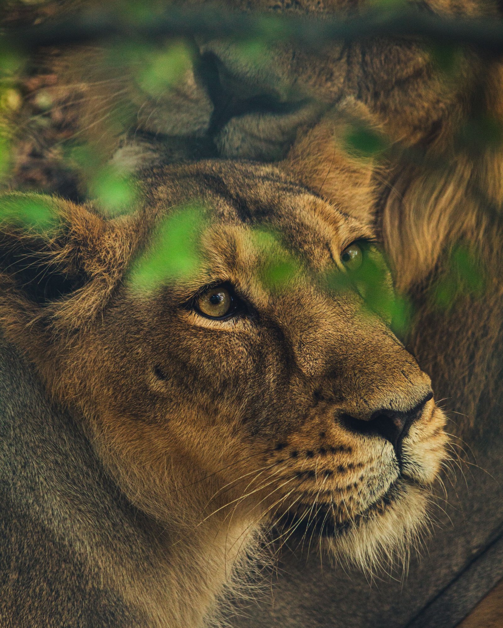 Land of Lion