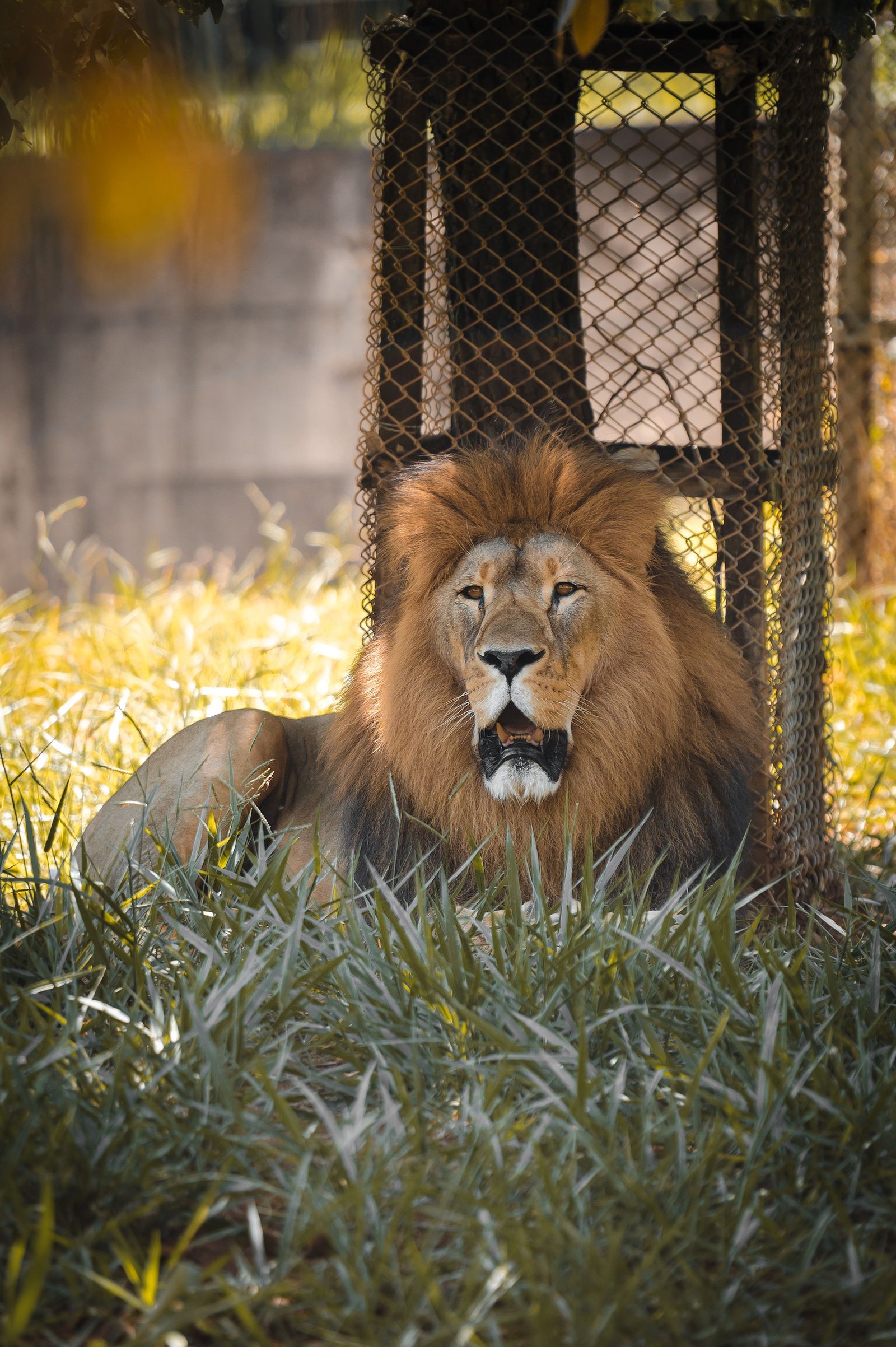 Land of Lion